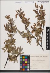 Foto von Salix daphnoides Vill.